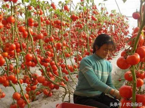 液肥多久澆一次|【食農教育】如何製作最受歡迎的「橘子液態肥料」